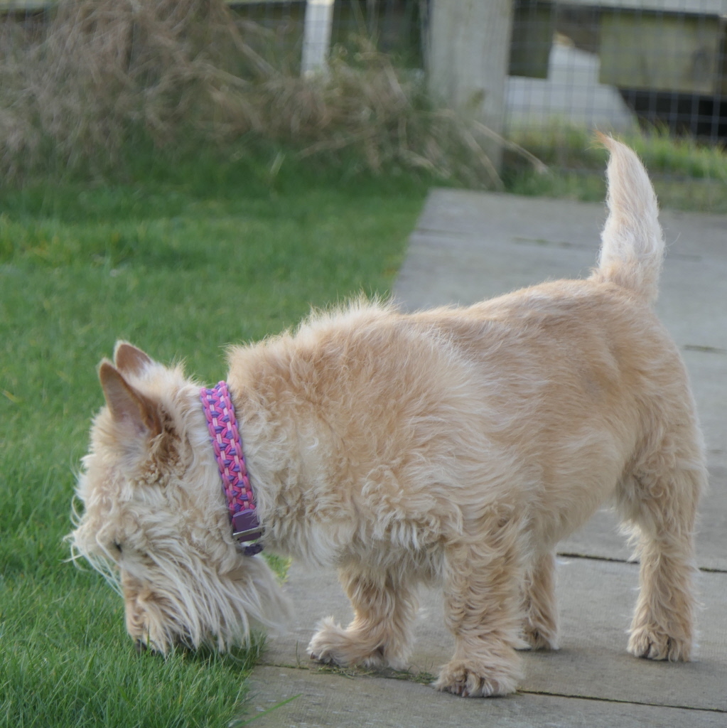 Clearly this lion did not get clipped this week, due to groomer illness.

#scotties #scottishterriers #scottydog #terrier #lovedogs #dogsofinstagram #lovescotties #doglife #wheatie #wheaten #brindle #lovemydog #lovemydogs #inspiration #lovick #northernlace #dailydog