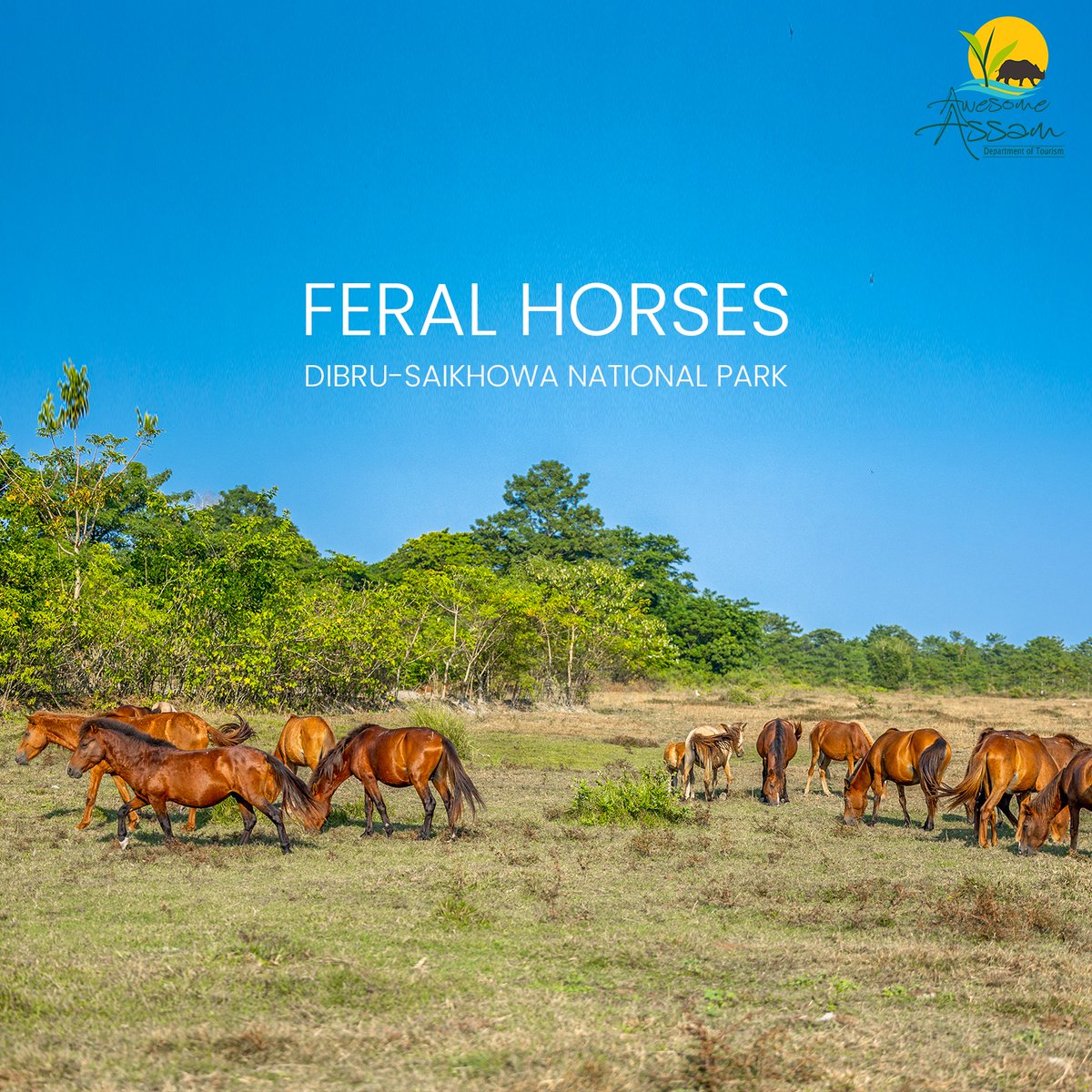 Feral horses are domestic horses that strayed into wilderness and became inhabitants of the jungle over the years. Feral horses are found in Dibru SaikhowaNational Park. #AwesomeAssam #AssamTourism #FeralHorses #DibruSaikhowaNationalPark #WildLife #Nature #NaturalGeography…