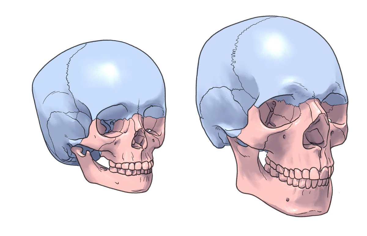 「一般的に成長すると頬から下の顔が上下に長くなります 」|伊豆の美術解剖学者のイラスト