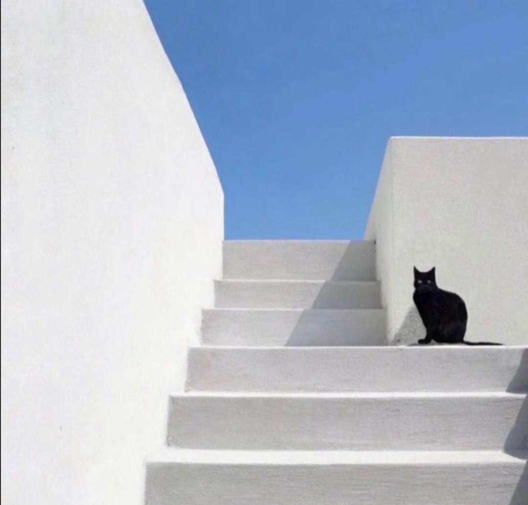 @TreasuryMog Happy Caturday, dearest Sir 🖤Gladders🐈‍⬛🐾, 🐾efurypaw🐾 and everyone! 
🔽
A gorgeous black kittencat in Cyclades, Greece
📷(c): Leda de Piart.