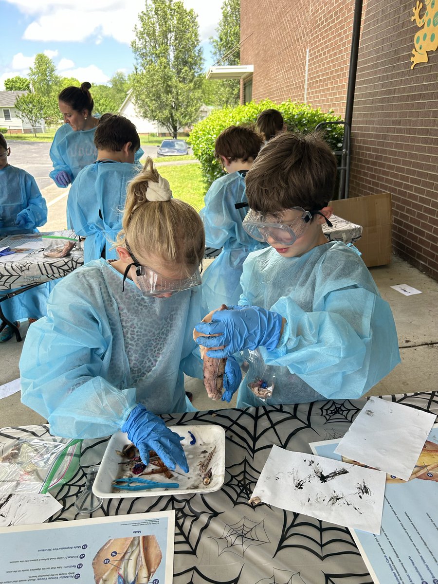 Third grade squid dissection.