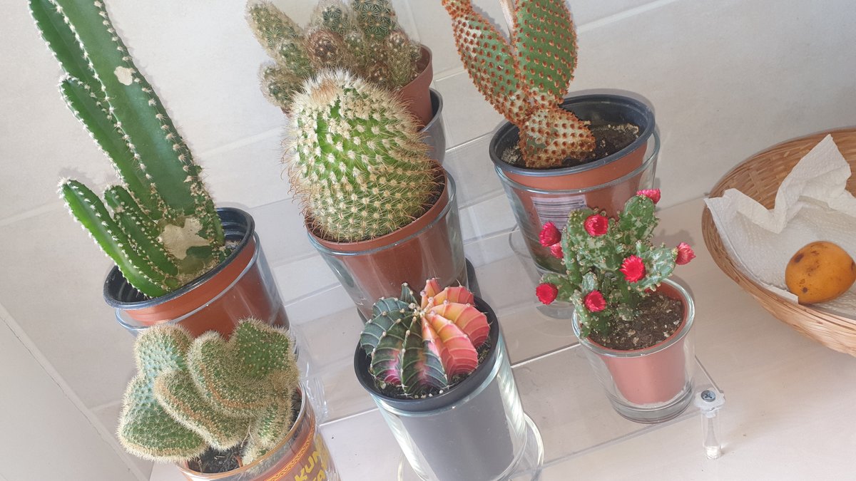 #blog 
Little update of my little #cacti #cactus
Added this colorful new fellow.

#plants
#randomphoto #random #randompic #pic #photo
#eyz #pictures #photooftheday #picoftheday #instadaily
#blog #random