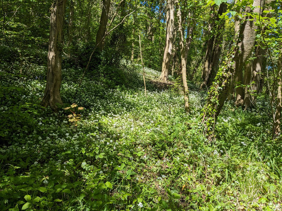 Overpowering... #wildgarlic