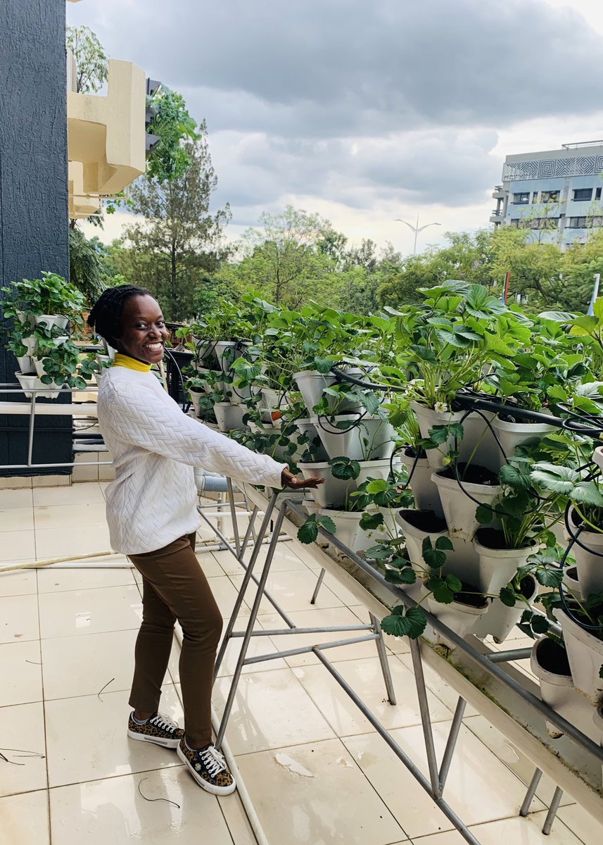 Urban Farming: The Future of Agriculture Excited to visit @FAORwanda's country office vertical farm! Urban farming is revolutionizing food production, ensuring fresh produce year-round with minimal environmental impact. Kudos to leading the way! 💚 #GreenCities #UrbanFarming