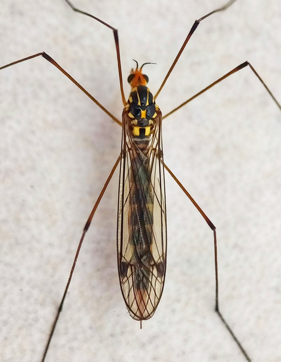 In the kitchen this morning (soon liberated) colourful cranefly Nephrotoma flavipalpis 🦟💚🍃