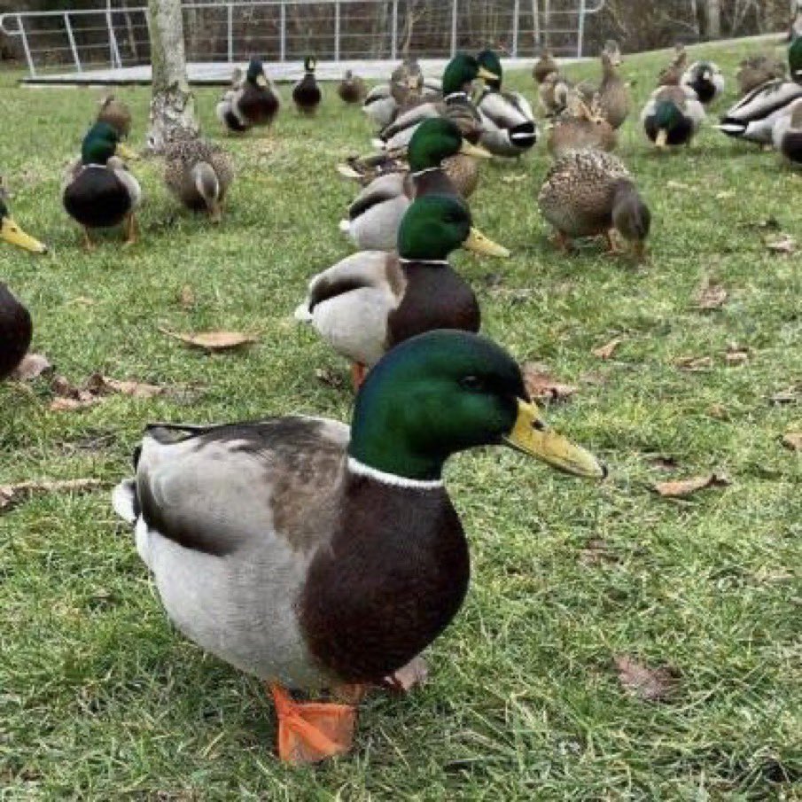 looks like somebody finally got their ducks in a row