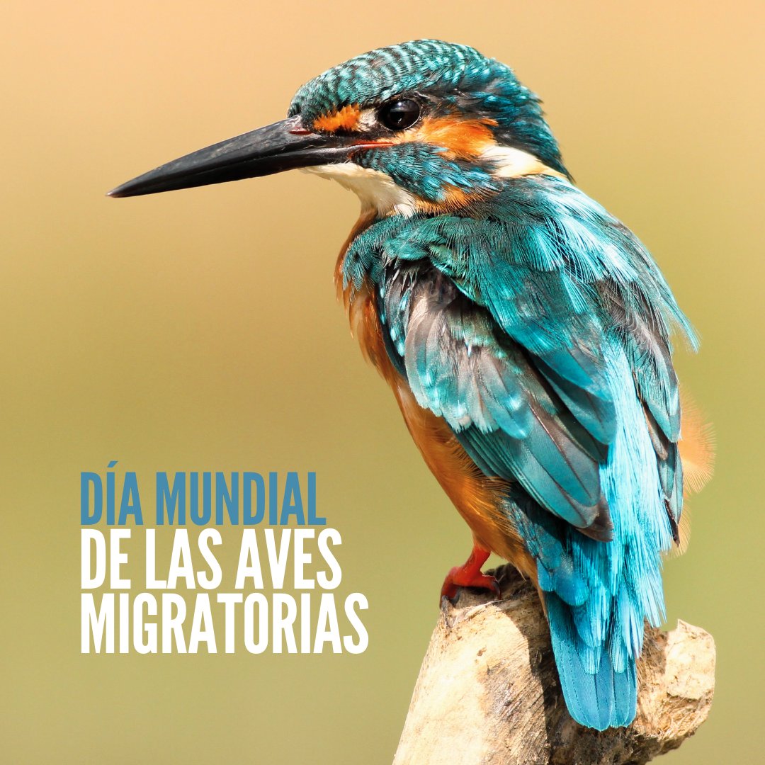 moja_mx tweet picture