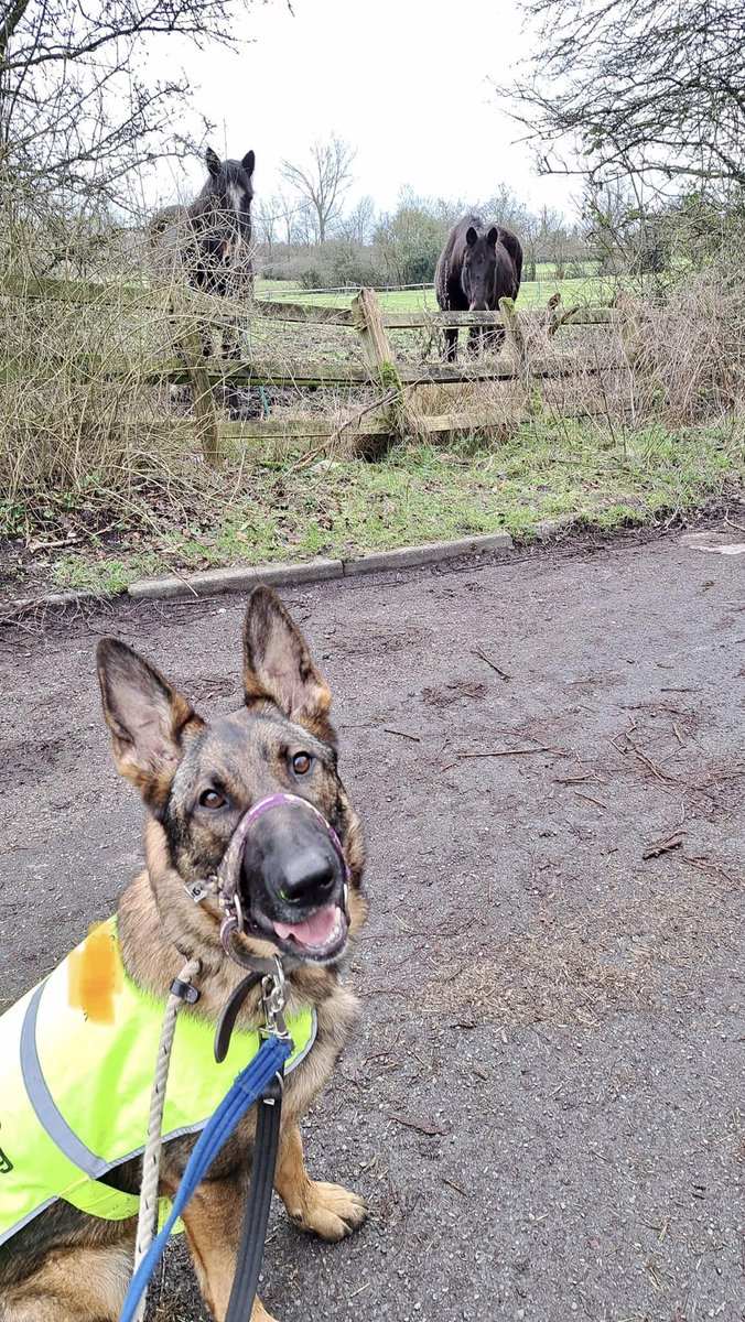 Sadie is around 2yrs old and this poor girl has had quite an unsettled life already, Sadie can live with older kids but what she really needs is some stability and consistency please 
#dogs #germanshepherd #SouthYorkshire 
gsrelite.co.uk/sadie-7/