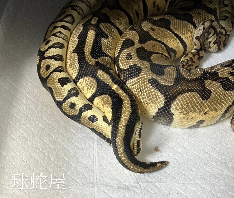 NICE🤞

#ボールパイソン
#ballpython
#爬虫類
#球蛇屋