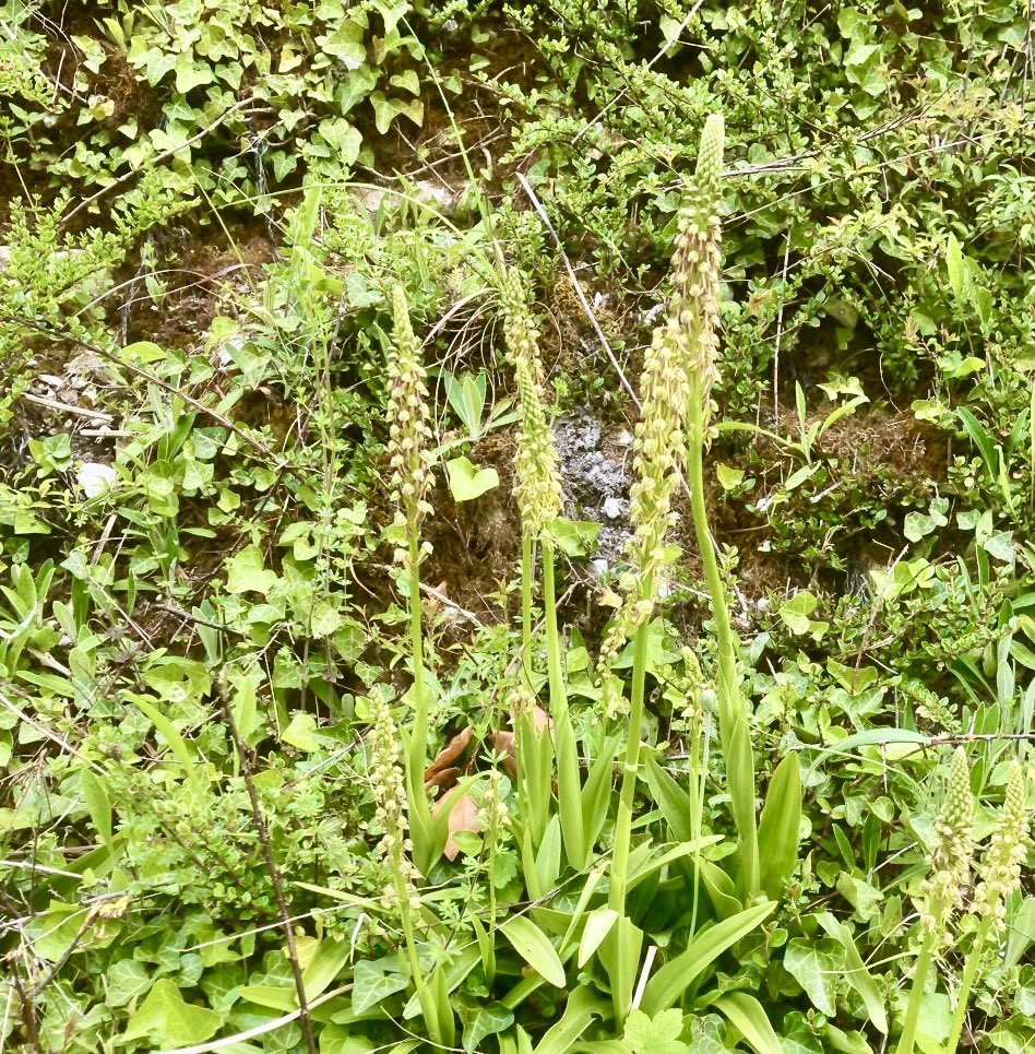 Orchid count season is in full swing! Report from Ash Tree Lane where our volunteers counted 699 man orchids this morning, including these handsome specimens. That’s’ 32 more than last year folks! 🎉 📸Linda Taylor