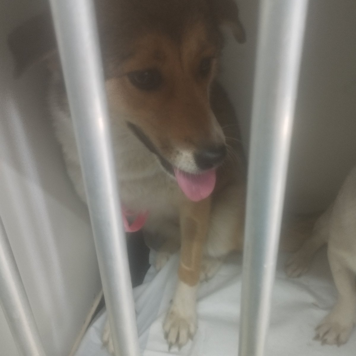 RehabTheea's tweet photo. Sam, Jenny, Nelly and Robby boarded happy buss to Germany ❤ 
Safe journey, sweethearts and have long and happy lives. 
Thank you from my heart to everybody who helped make this possible ❤️ ❤️ https://t.co/EPOnGuKJWV