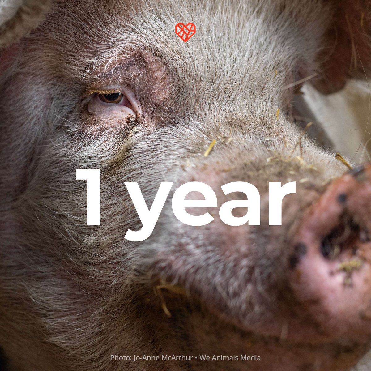 Today is the first anniversary of the Supreme Court's decision upholding #Prop12—California’s landmark law protecting tens of millions of animals 🐷🎉
Now, this milestone is in danger. Take action! thl.link/3JLXJVq

📸 Jo-Anne McArthur / @WeAnimals Media