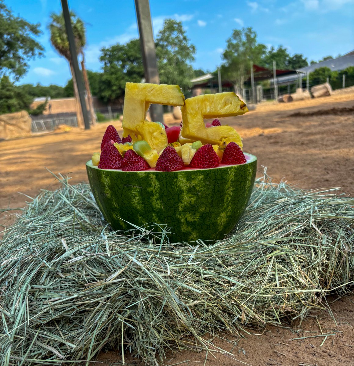 Methai is 55! Our matriarch’s animal care team prepared a watermelon cake topped with fruit, including strawberries and pineapple, to get into the summertime mood. Make it a Zoo day and stop by to see our Asian elephant matriarch this weekend. 📸: Elephant Keeper Kendra