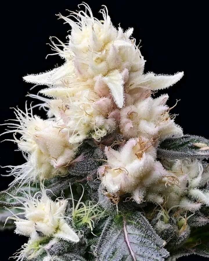 HerbApproach's tweet image. What would you name this strain?🥶🤍 Best name gets 18 gram!