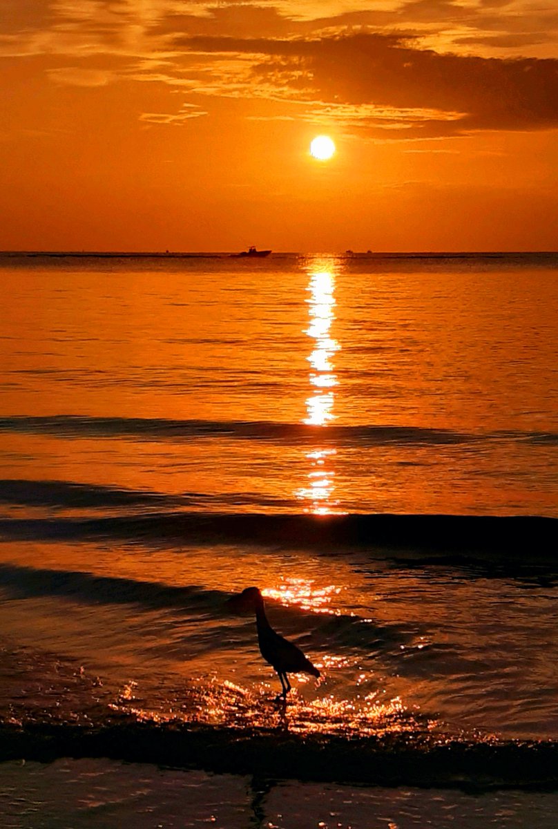 #SaturdayMorning at beautiful Boynton Beach, Florida. 🌅💛🐠🪼🌴✨️🌾🦀 @cityofboynton @VISITFLORIDA @AuthenticFL @BeInspiredFL @FloridianCreat1 @AventuraRI @LuxTravelHotels @born_saltwater #Beach