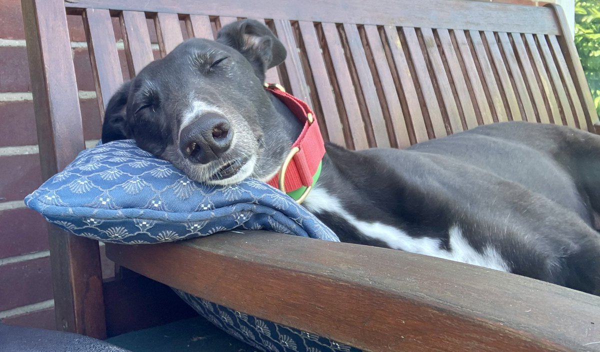 This what a ‘good life for every greyhound, means… #bangreyhoundracing #cutthechase #youbettheydie #unboundthehound #dontraceembrace