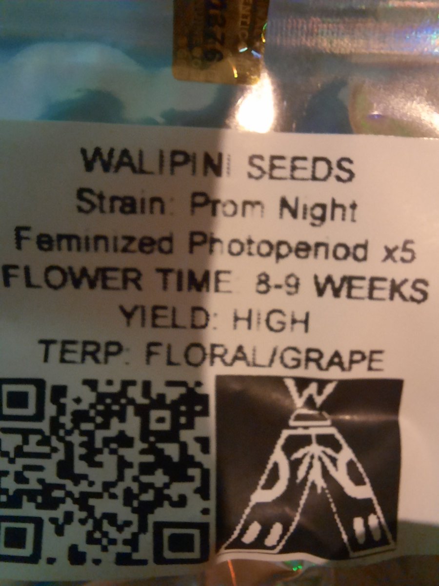 Finally got around to picking up @Speedrunseeds and @walipini to continue my sampling of autoflower and photoperiod genetics.
For those who have ran them, what's your opinion on these cultivars?

Speedrun
- Supreme Runtz
- Fatality
- Sour Black Cherry Haze

Walipini
- Prom Night