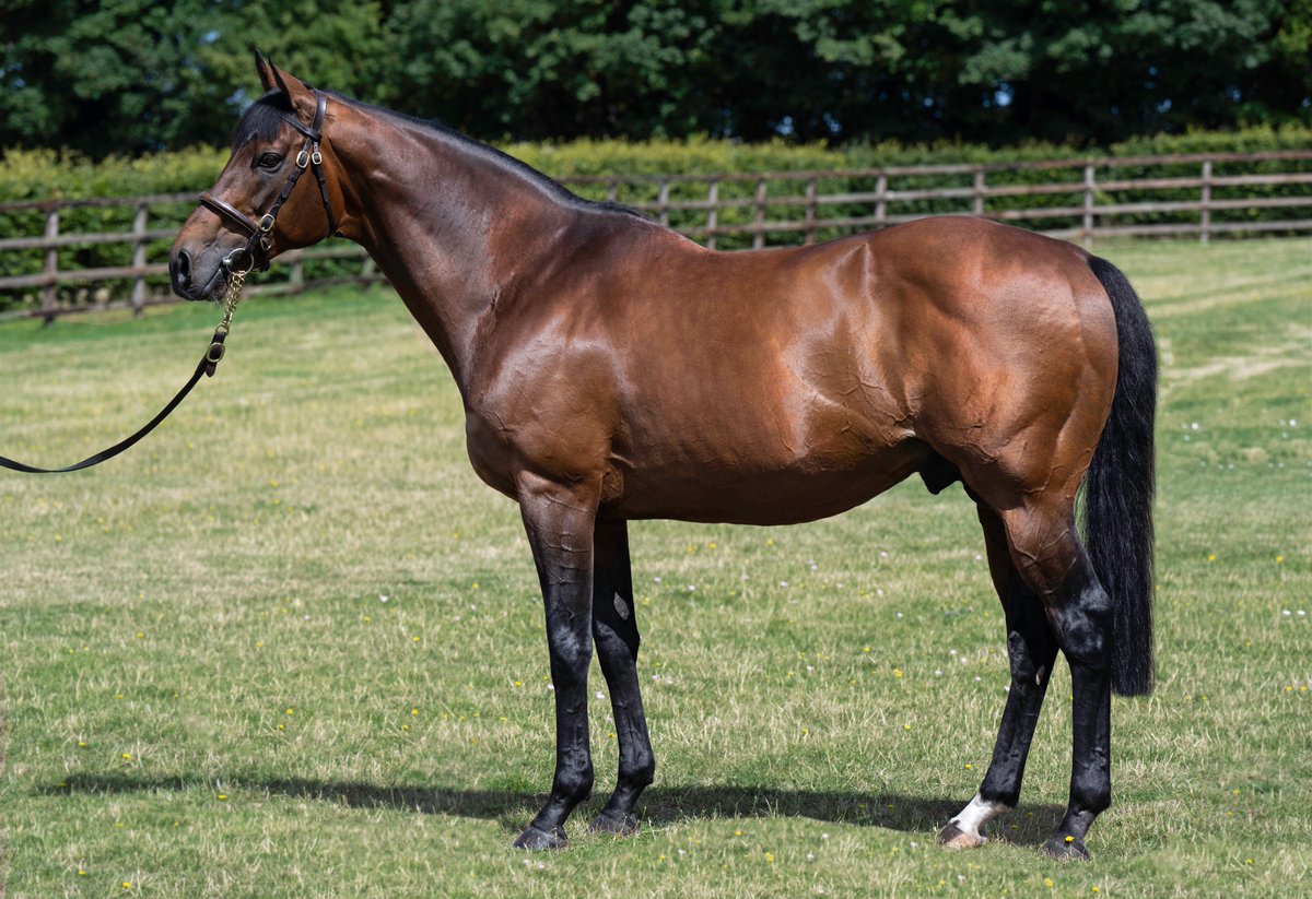 💥 All roads lead to the Oaks now for @newsellspark's NATHANIEL's (pic) new Stakes winner 💥 🥇 YOU GOT TO ME wins the LR Oaks Trial Fillies' Stakes @LingfieldPark. The 3YO filly was most recently purchased by @A_C_Elliott for 200,000gns from Glenvale Stud at @Tattersalls1766.