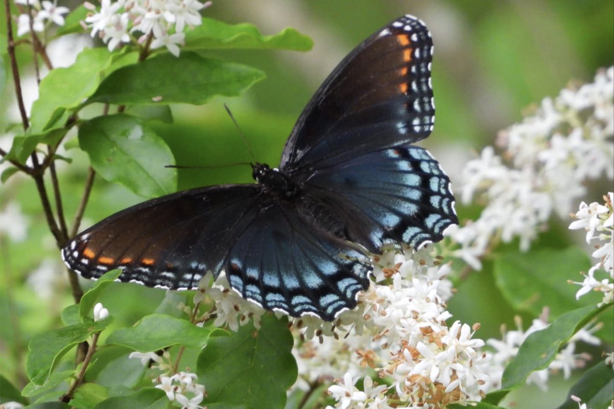Often called a black monarch, the White Admiral or Red-spotted Purple brush-footed butterfly (Limenitis arthemis) is very common in urban woodlands. Thank you, @stephanielatham of Lena, for 'capturing' Mississippi creatures in photos and sharing them with MPBOnline.