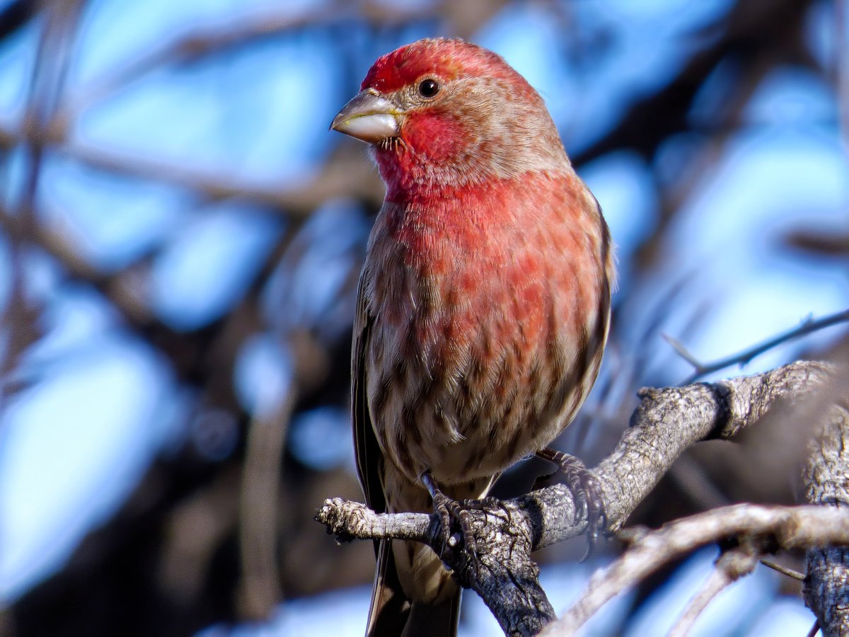 Pretty in pink!  This is likely a Purple Finch, a common sight at bird feeders.

#photography #BirdsSeenIn2024 #SaturdayMorning