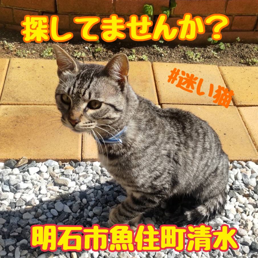 迷い猫です。
兵庫県明石市魚住町付近です。
早くお家に帰れますように。
拡散希望です。
#迷い猫 #明石市 #迷子猫#猫を探しています#拡散希望