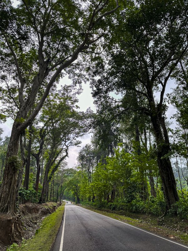 “Trees” make the journey beautiful #karnataka #india