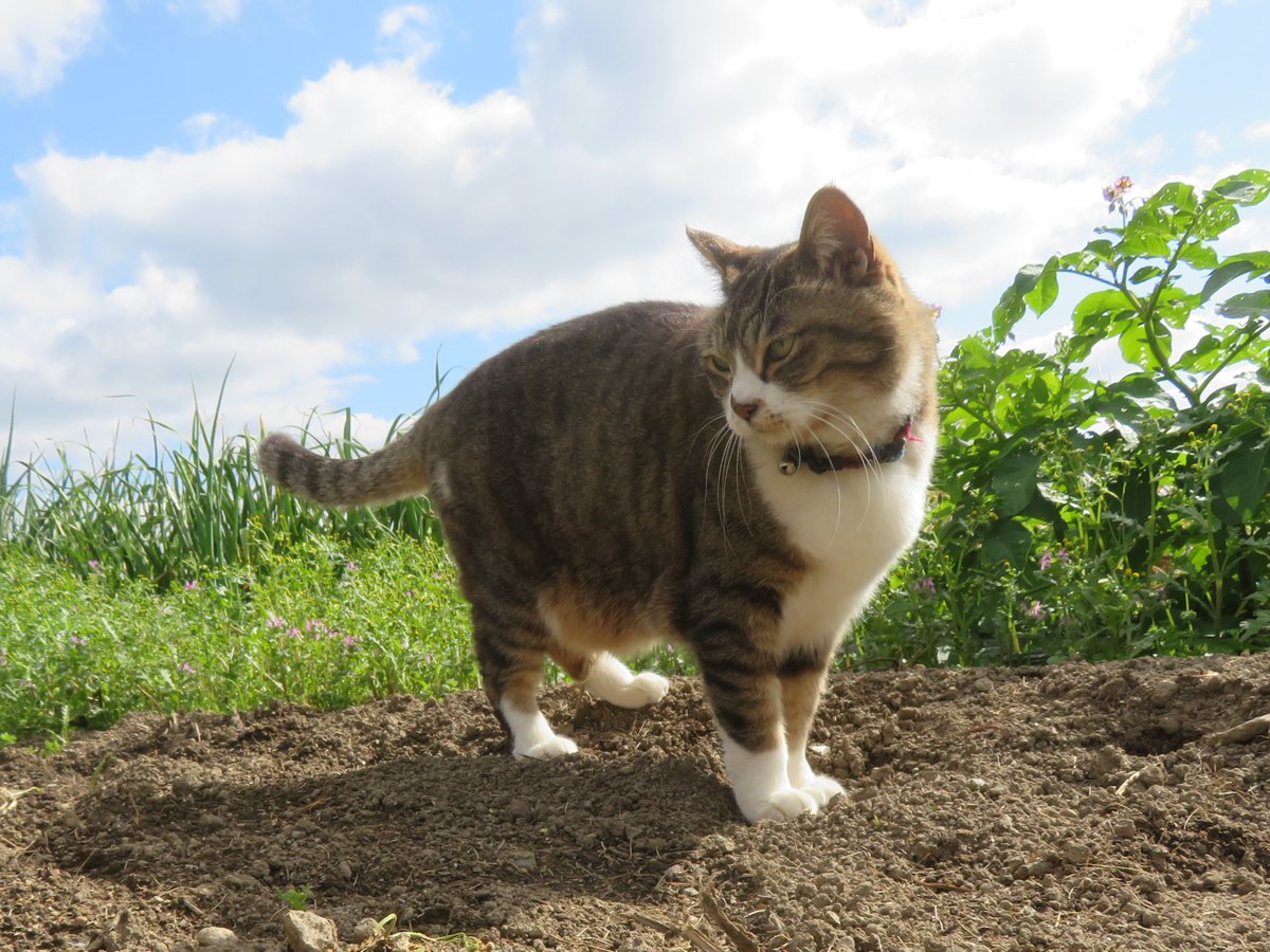 畑仕事に付き合うラムちゃん💞

#猫がいる幸せ #cat #猫がいる暮らし #猫