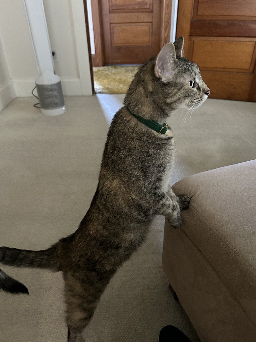 It’s #Caturday and I am watching mom make the bed……then I’ll get up there and take a nap! Enjoy your day💖 #CatsOfTwitter #catsofX #TabbyTroop #saturdayvibes