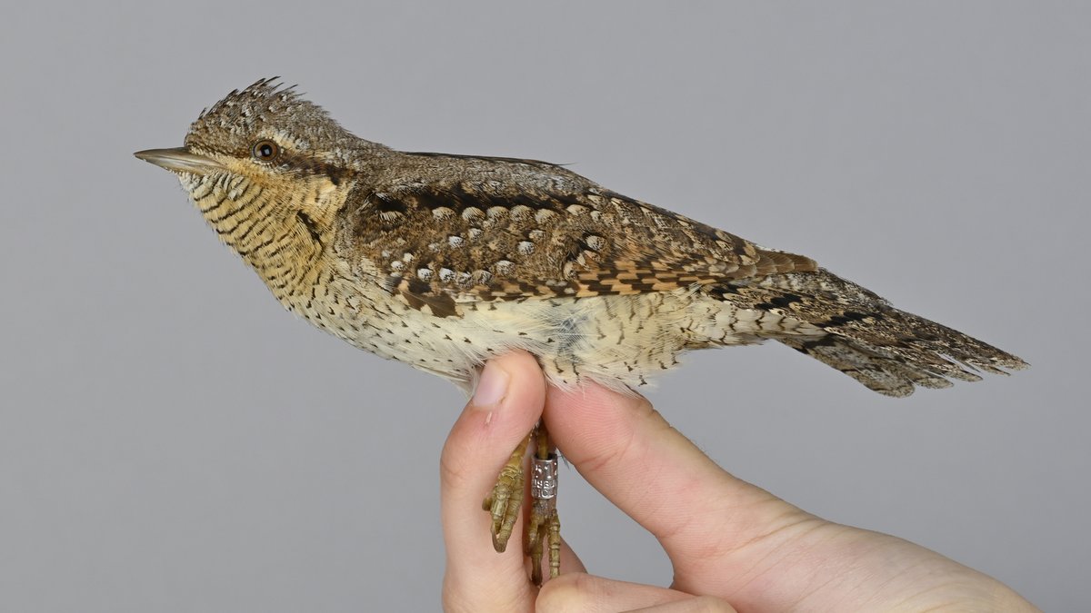 OttenbyBO's tweet photo. A few highlights from this morning. Rustic Bunting, Ring Ouzel, tristis-Chiffchaff and a Wryneck. https://t.co/LhRKnhWUaS