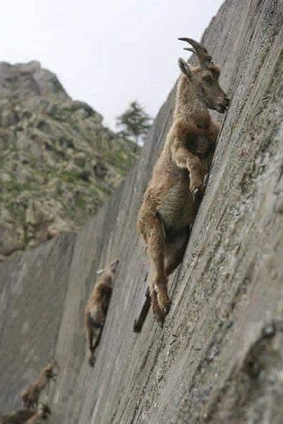 ¿Sabías qué? el íbice alpino o cabra salvaje de los Alpes (Capra ibex) puede subir ángulos que rozan los 90 grados (algo prácticamente casi imposible de realizar).