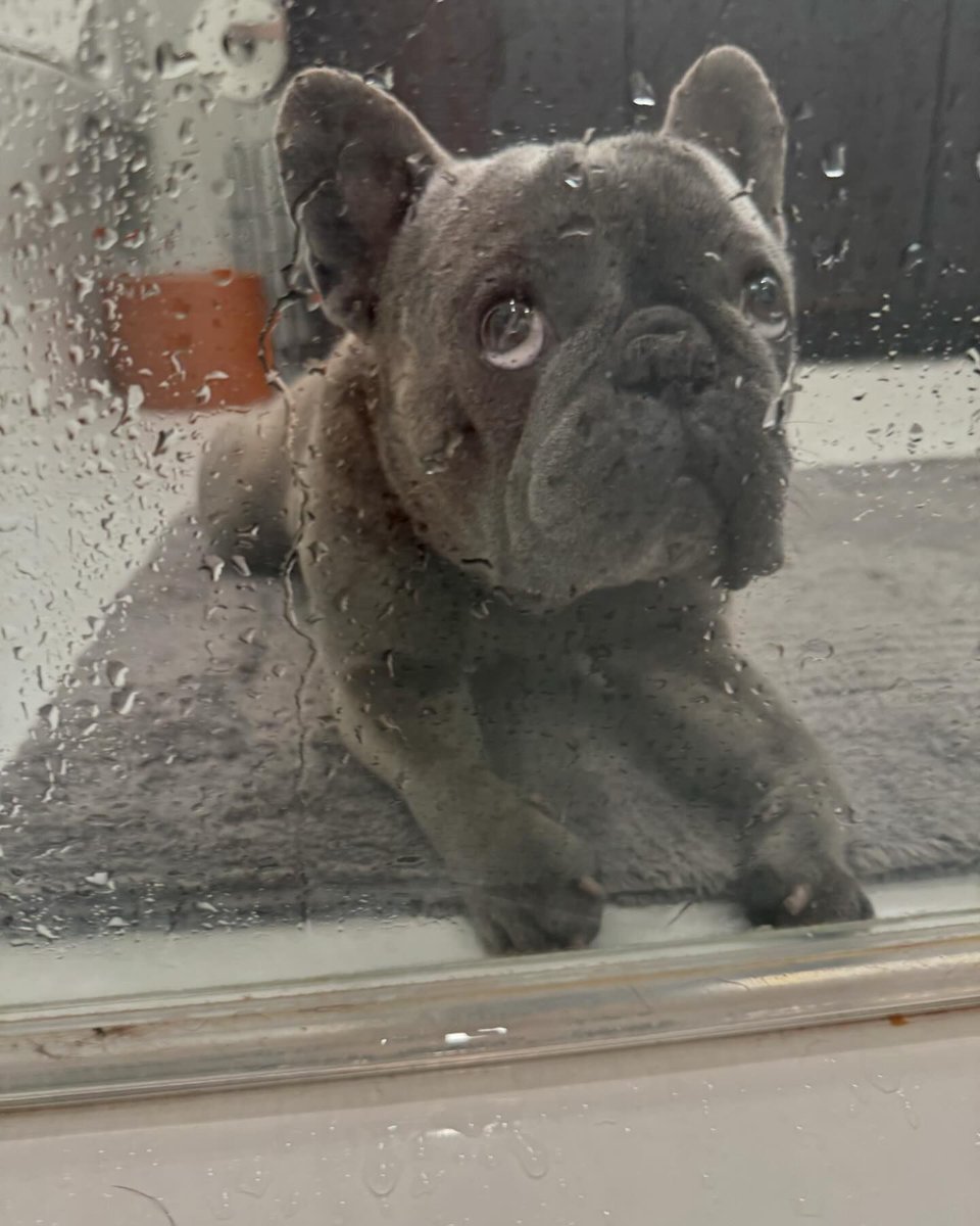 So cute 
#dumbo #mustbedumbo #lifeofdumbo #mbn #shower #mustbenice #losangeles #cali #california #frenchie #frenchbulldog #frenchie #frenchiesofinstagram #frenchies #dogoftheday #dog #dogs #dogofinstagram #pup #papa #prince #lover