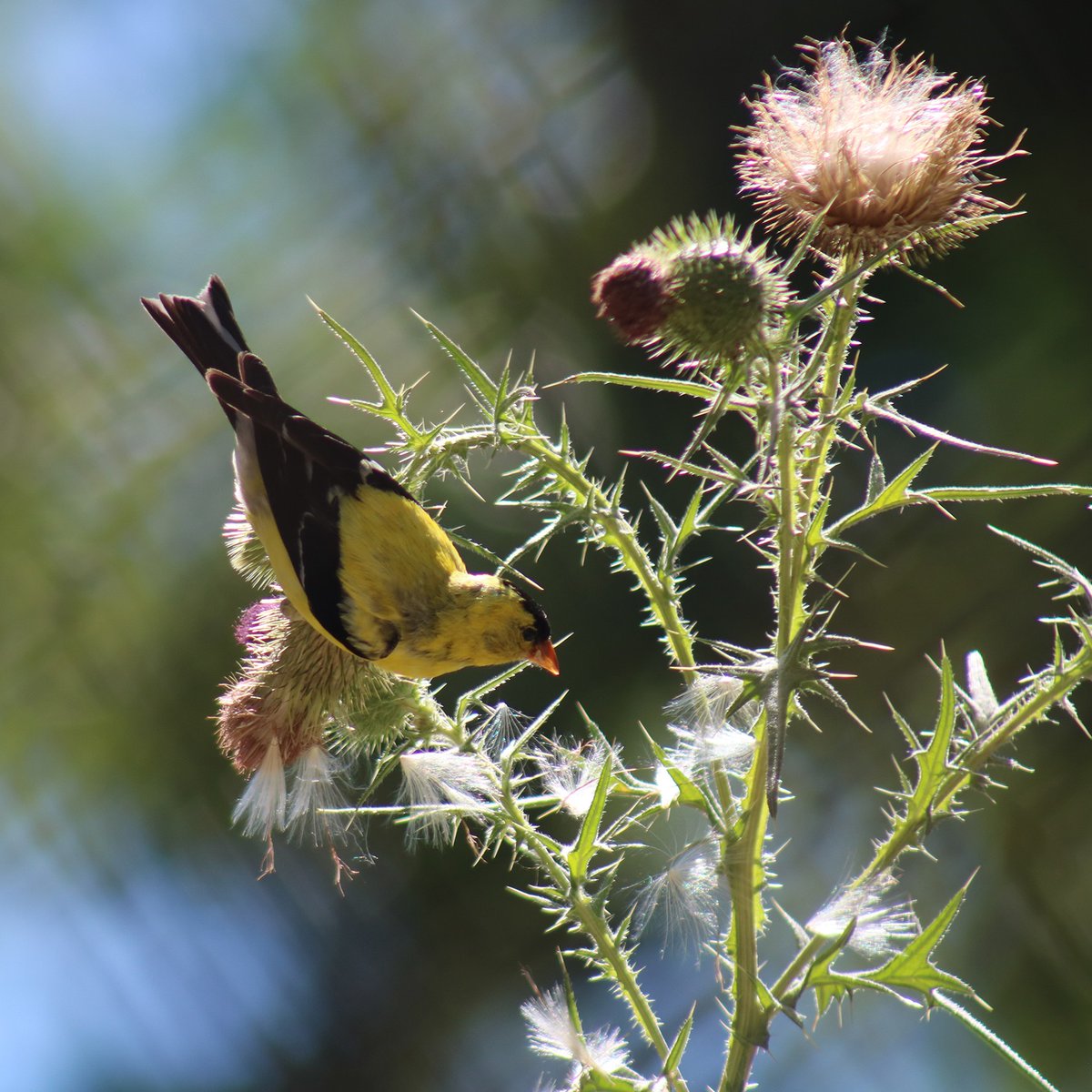 It's #WorldMigratoryBirdDay—a holiday so amazing we celebrate 2x a year! To keep track of our migrating neighbors, we're teaming up w/ @MassAudubon to collect data through the Motus tracking system. Find out how Motus supports songbird conservation→ zoonewengland.org/protect/here-i…