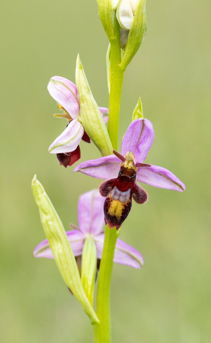 11/5/24 Great morning on Selsley Common Stroud with some pristine fly orchids and after some helpful guidance the bee x fly orchid hybrids @Britainsorchids @HardyOrchidSoc @ukorchids #orchid #stroud