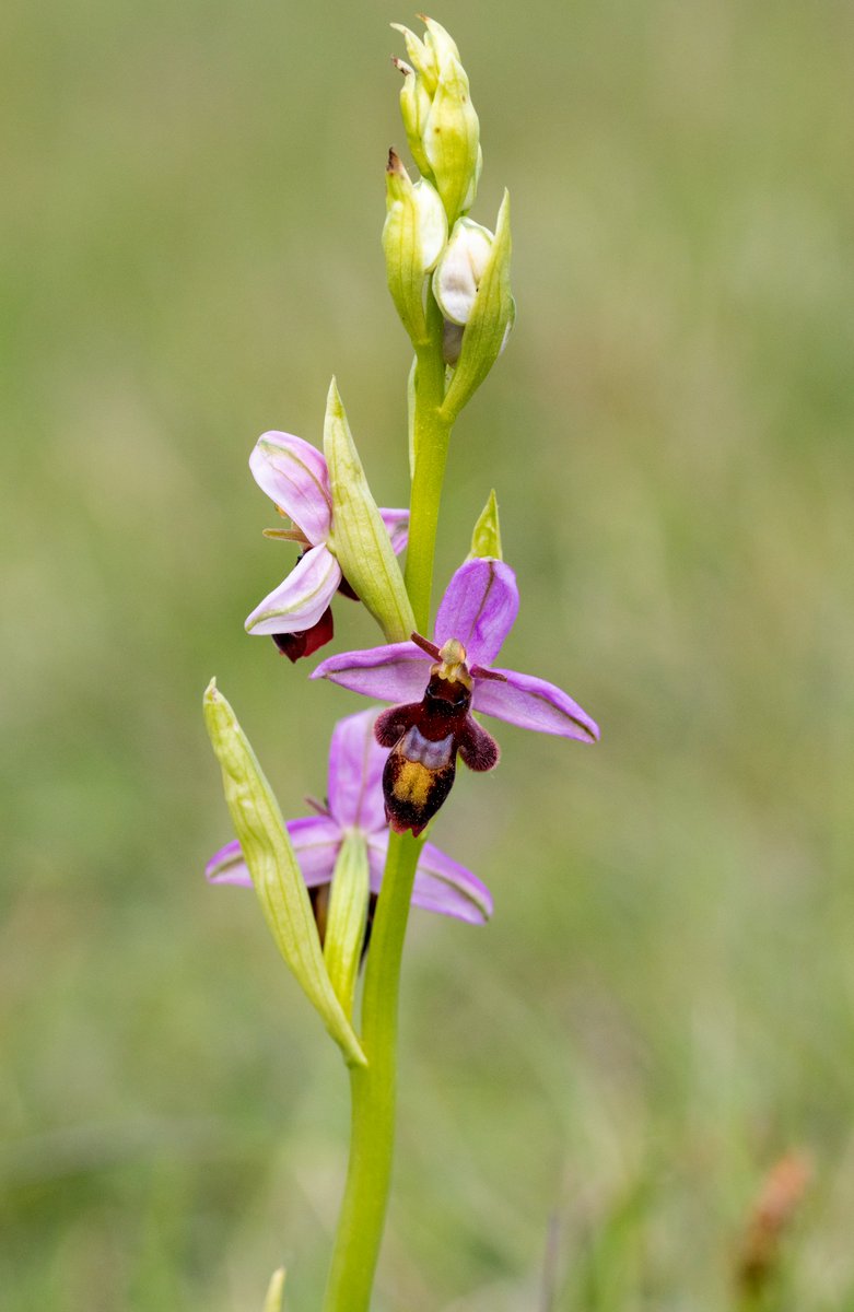 strev63's tweet photo. 11/5/24 Great morning on Selsley Common Stroud with some pristine fly orchids and after some helpful guidance the bee x fly orchid hybrids @Britainsorchids @HardyOrchidSoc @ukorchids #orchid #stroud https://t.co/v7o3v9wuPS