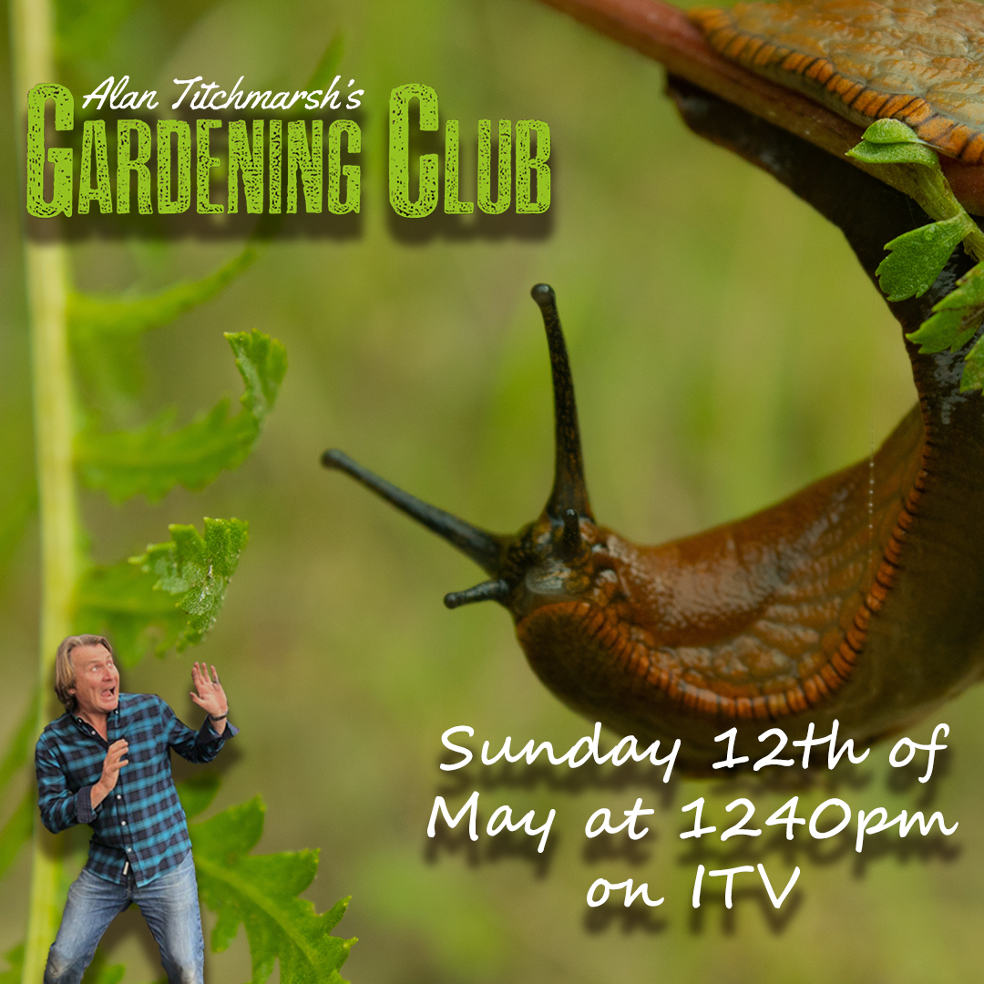 Sunday morning at 1240PM on ITV there's a chance to catch up with Alan Titchmarsh's gardening club. In this episode, I'll be sharing my top tips for keeping on top of slugs. . #garden #gardens #gardening #tv #itv