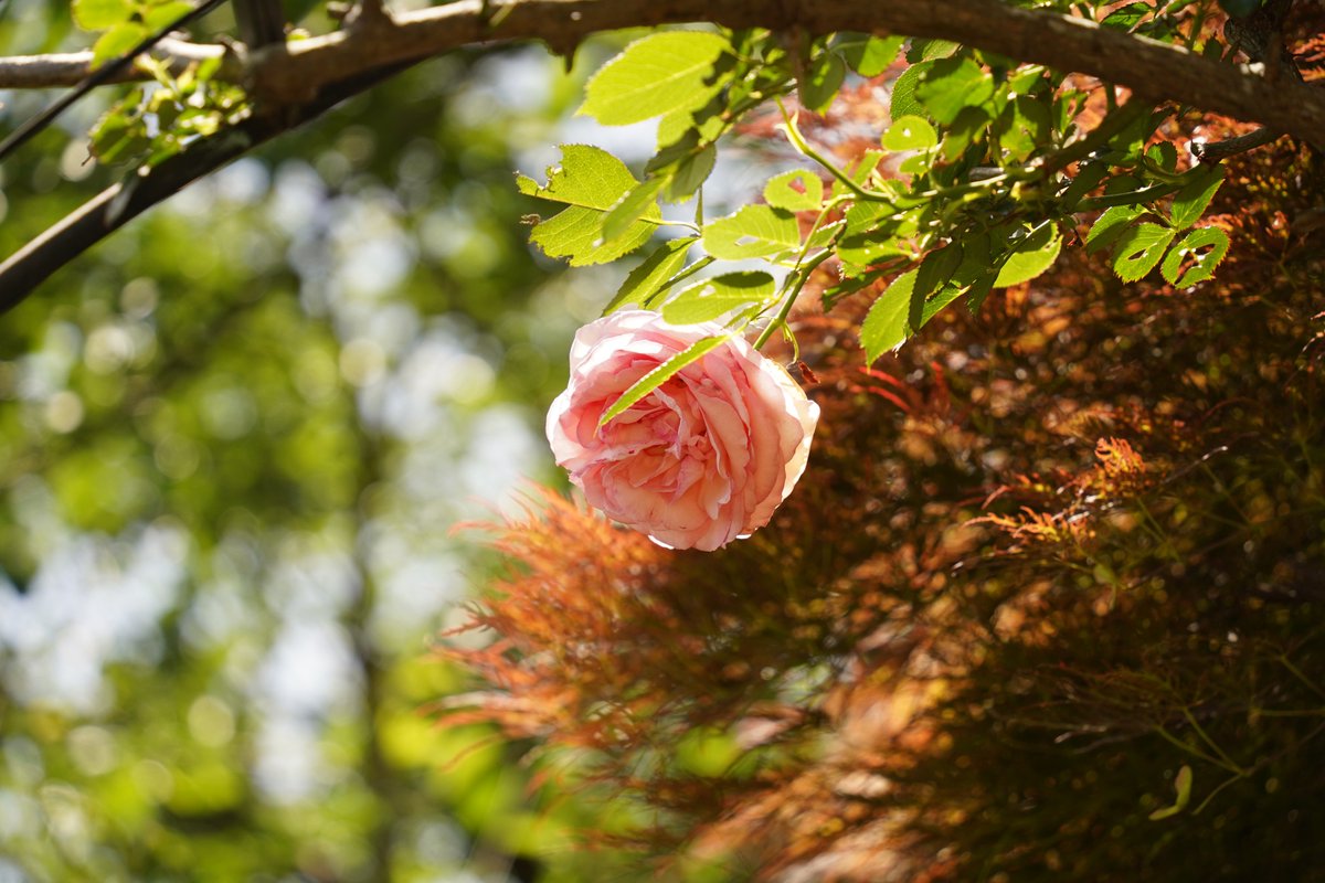 「出ないおばけにおびえてもしょうがない」
亡き母は、心配性の私によくこう言ってくれた。
新しい何かを始める前は怖いけど、始まってしまえばなんとかなる。もしおばけが出ても、正面から対処すればいい。この言葉に何度も励まされてきた。
今日は母の日。墓参りに行って、ありがとうと伝えてきます
