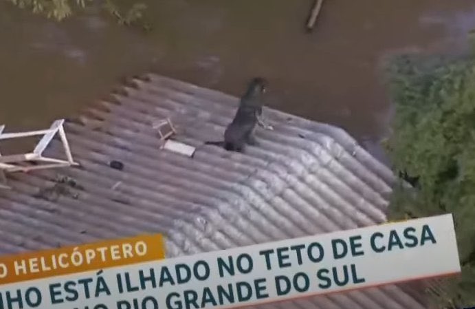 Jakellynee__'s tweet photo. O que estão fazendo com esse doguinho é igual fez cm o cavalinho com a água até o pescoço, não deixem que esse doguinho tenha o mesmo fim triste do cavalinho, o bichinho precisa de ajuda rápido, todas as vidas importam🥹🙏🏻 vamos compartilhar muito🙏🏻

SALVEM O DOGUINHO DO TELHADO https://t.co/DPgurmYSEw