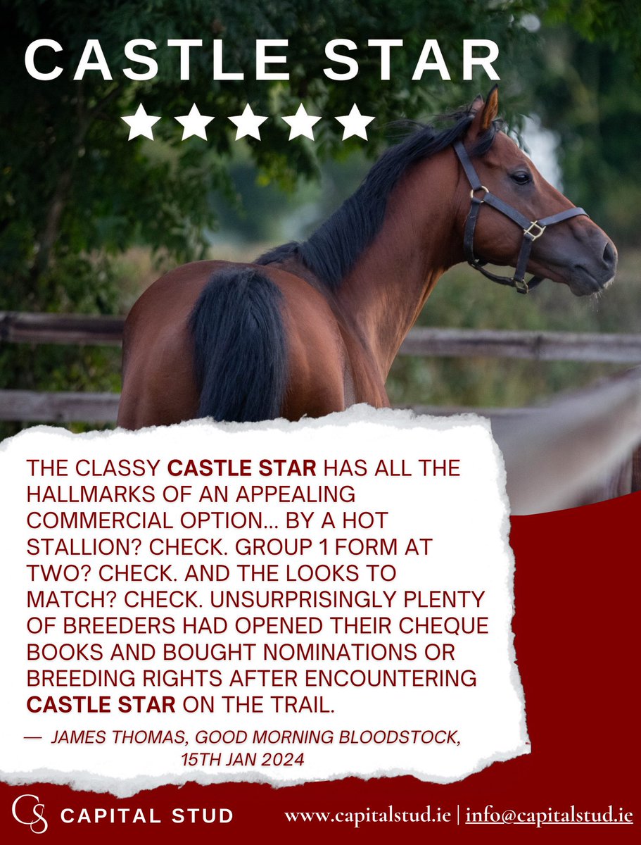 CASTLE STAR💫 ✔️By one of the most commercial sire’s at stud ✔️ Starspangledbanner’s best 2 year old at stud ✔️Very good looking #capitalstud #castlestar