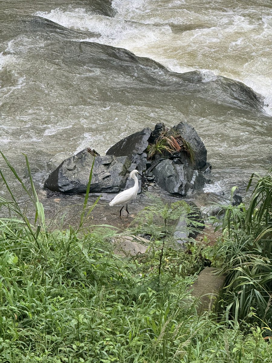 MinAmbienteCo's tweet photo. Desde temprano nos unimos a la pajareada más grande del mundo: ¡el #GlobalBigDay! 🐦 En Cali, la sede de la #COP16Colombia, hay más de 562 especies de aves y hoy vinimos a registrar algunas de ellas. ✨No hace falta salir de Cali para disfrutar la biodiversidad del Pacífico✨. Este evento de ciencia ciudadana nos permite hacerles monitoreo y así crear conciencia sobre su importancia y las amenazas que enfrentan.