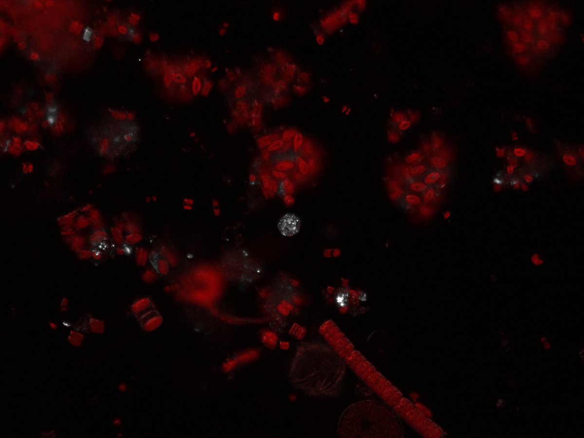 Nice find from the beginning of my PhD project - environmental sample from the English Channel. Red: chlorophyll fluorescence showing diatoms and dinoflagellates🌿, bright white: polarized light showing coccolithophores and lose calcite crystals 🔮
