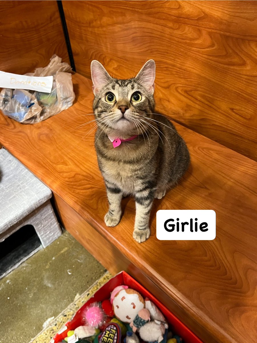 Need a #Caturday miracle to get mom &amp; daughter #cats adopted! Been at #Petsmart 6081 Florin Rd., #Sacramento since January 1!! Please like or share. They need a 4ever home!! <a href="/kat3796/">Saint Kat & Gibbs 🇬🇧 🇺🇦</a> <a href="/planetpakua/">𝓖𝓪𝔂 𝓜𝓪𝓻𝓽𝓲𝓷𝓪 🕉 🐲 🐅🇺🇦 🚀🧑‍🚀</a> <a href="/LouDPhillips/">Lou Diamond Phillips</a> <a href="/RoodJood/">Judith</a> <a href="/KierstenWarren/">Kiersten Warren</a> <a href="/TonyTodd54/">Tony Todd</a> <a href="/TiffyLaw3/">𝓣𝓲𝓯𝓯𝔂</a>