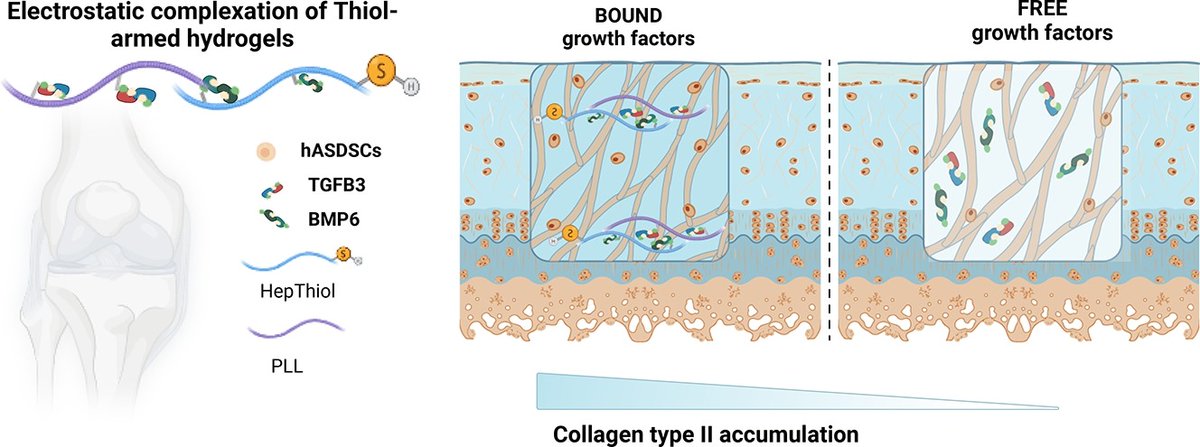 Applied Materials Today Journal (@applmatertoday) on Twitter photo Electrostatic complexation of growth factors in thiol-armed hydrogel enhances in situ cartilage tissue engineering
<a href="/LilithLabs/">.LILITH.</a> <a href="/UniMelb/">University of Melbourne</a>, <a href="/simonmoulton2/">simon moulton</a> <a href="/Swinburne/">Swinburne University of Technology</a>, et al.
doi.org/10.1016/j.apmt… Electrostatic complexation of growth factors in thiol-armed hydrogel enhances in situ cartilage tissue engineering
<a href="/LilithLabs/">.LILITH.</a> <a href="/UniMelb/">University of Melbourne</a>, <a href="/simonmoulton2/">simon moulton</a> <a href="/Swinburne/">Swinburne University of Technology</a>, et al.
doi.org/10.1016/j.apmt…