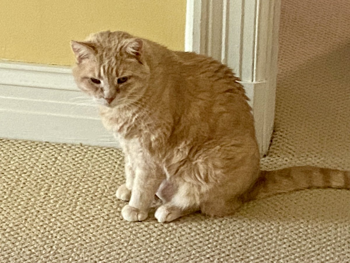 Dorothy14213's tweet photo. Charlie: I was robbed!! The V.E.T. stole 30 stones from my bladder…while I was sleeping…very deeply. He never asked my permission! Everybody says I’ll feel better now, and I’m slowly recovering, but I think I at least deserve compensation, don’t you?
#cystoscopy #PoorCharlie https://t.co/HeSK90fFuI