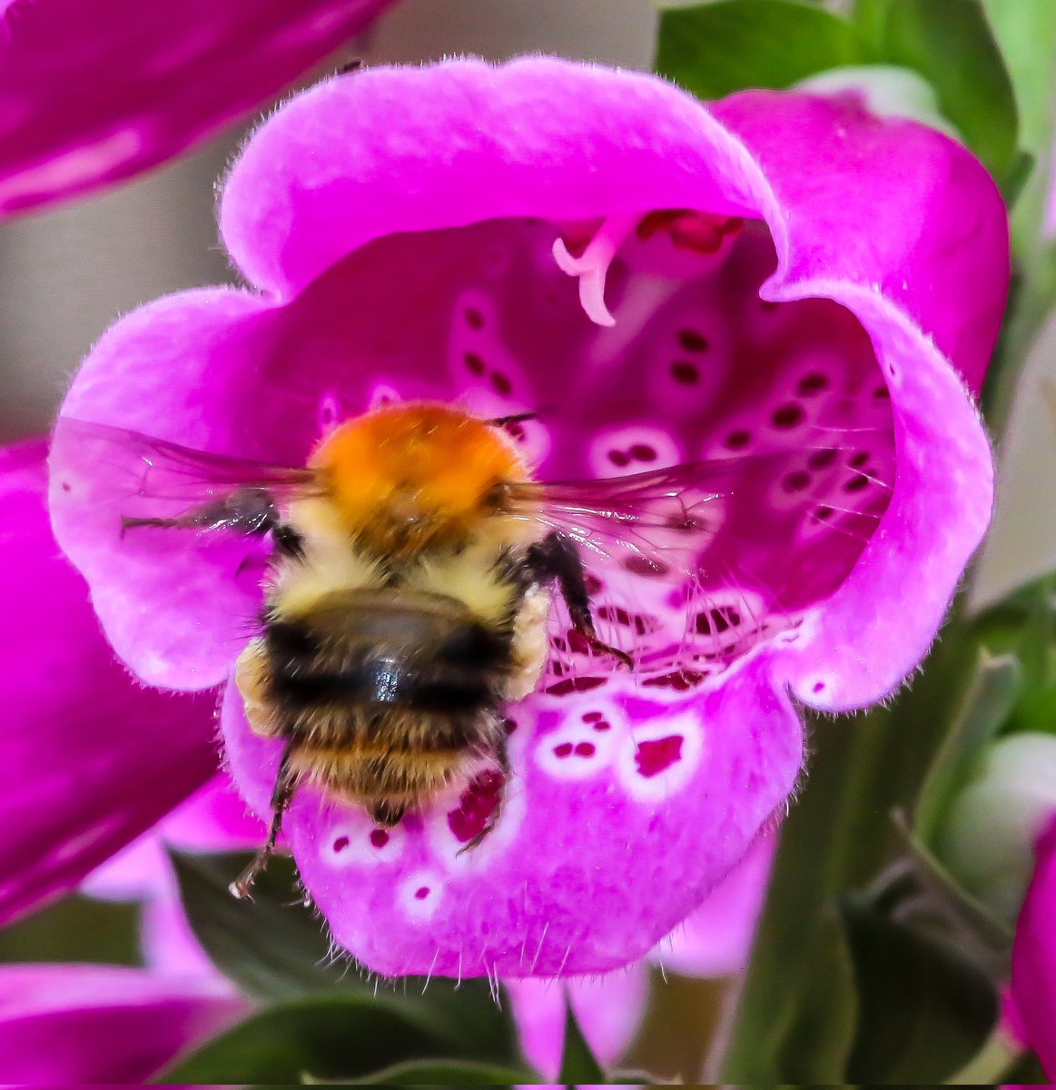 Ooh, I wonder what's inside here. 🥰
#saveourbees #NaturePhotography #wildlifephotography #TwitterNaturePhotography #TwitterNatureCommunity #bees #flowerpictures