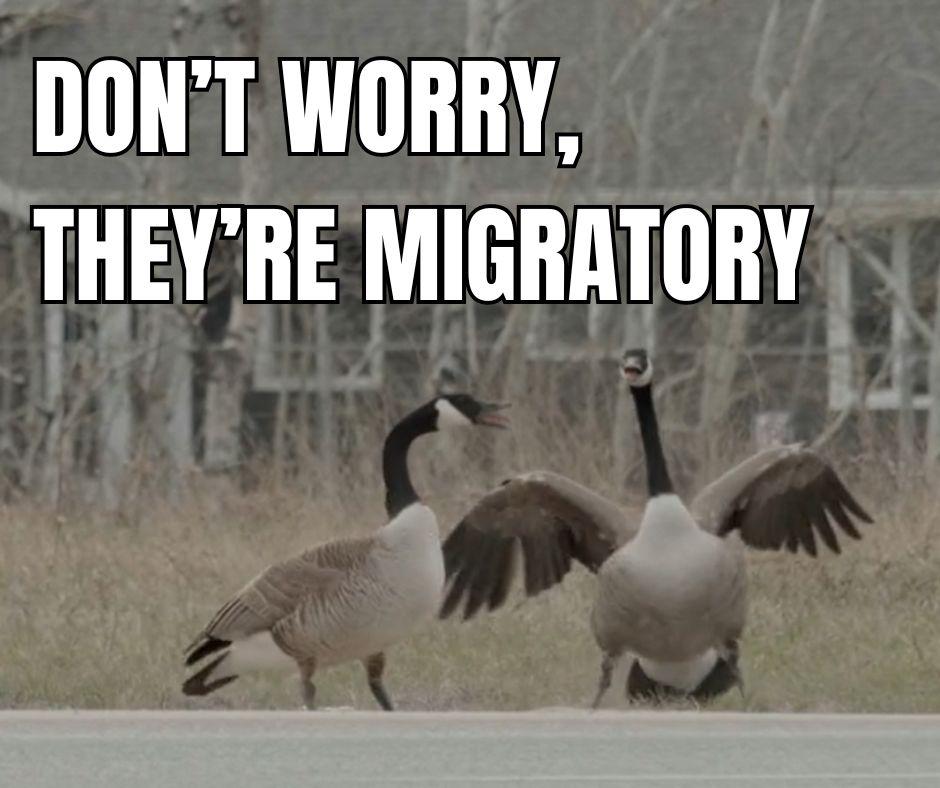 It's World Migratory Bird Day! 🪿 It is the perfect time to celebrate our most famous migrator: the elegant (and aggressively stubborn) Canada Goose → bit.ly/MoGoose #NFB