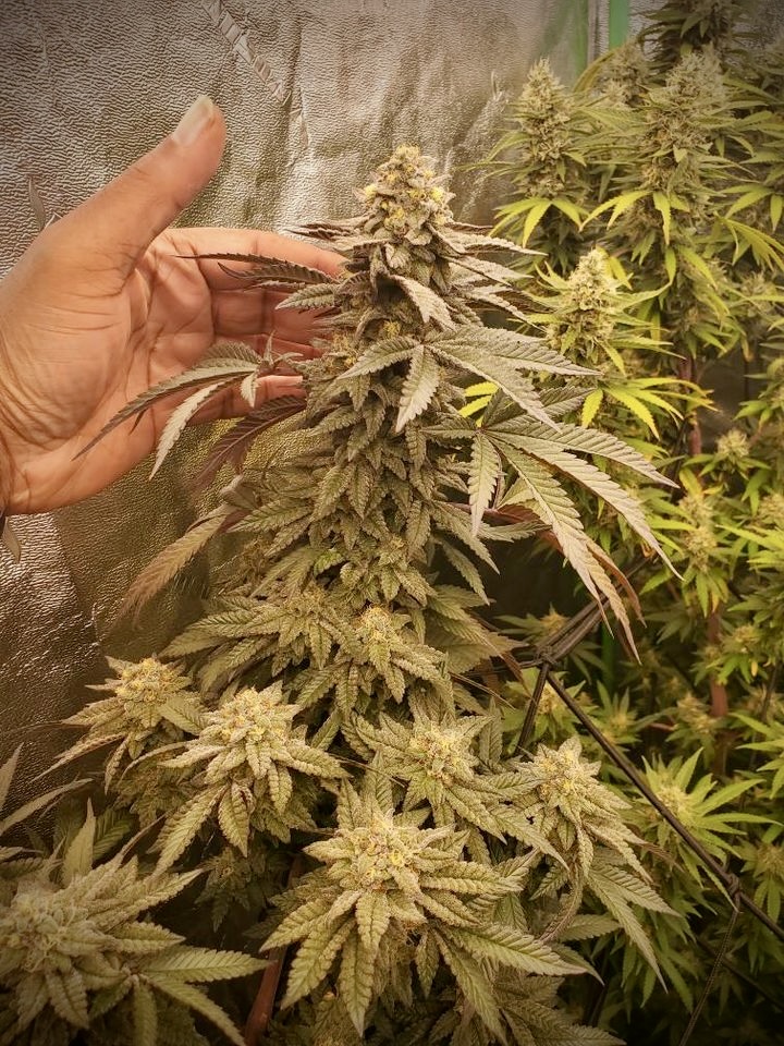 💡 Spotlight on Success! Check out the incredible results from one of our talented growers using the KIND LED X750. From seed to bloom, the difference is clear with precision lighting that only the X750 can provide🌿🏆 📸: @the_food_for_thought 🛒: bit.ly/KINDLED