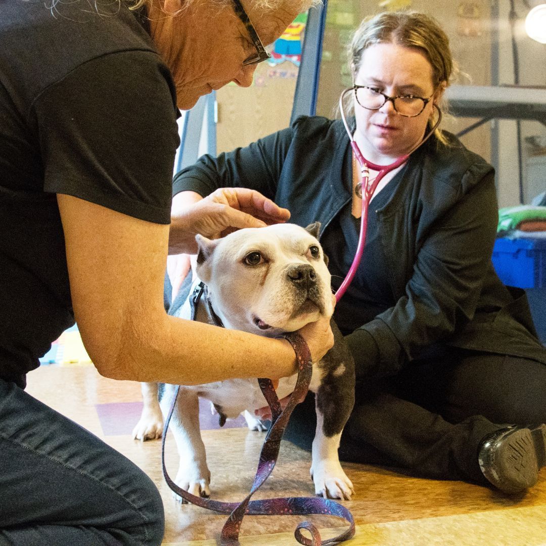 The CHS' Vets make tails wag, cats purr, and guinea pigs squeak with glee! Thank you for all you do to keep the pets healthy and ready for adventure!