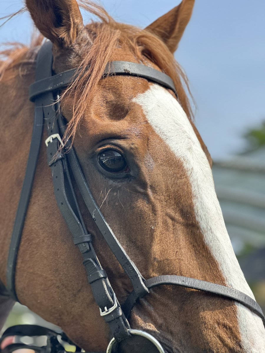 Sensational. The 👁️ of the Wizard. Genius from @FellowesRacing and perfect ride from @TomMarquand @Ascot @SkySportsRacing @AtTheRaces. He was the horse we talked about most on the show from coming on air. Everyone informed. Yeeehaaa! 🏇🙏💪💪💪