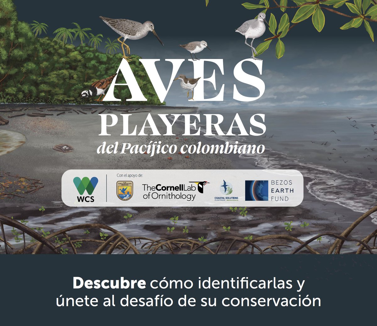 WCSColombia's tweet photo. 🐦‍⬛Presentamos nuestra Guía de Aves Playeras del Pacífico colombiano!
Descárgala y encuentra información sobre 25 especies representativas de la región👉 https://t.co/s4UzYBBlAR

¡Aprender a conocerlas contribuye al desafío de su conservación! #Biodiversidad
🐦‍⬛
#GlobalBigDay2024 https://t.co/qcWgmum46S
