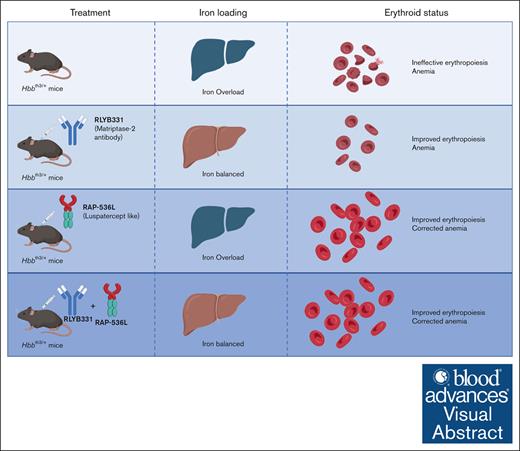 RLYB331 is a human antibody that increases hepcidin, reduces iron overload, and ameliorates ineffective erythropoiesis in β-thalassemia. ow.ly/WXW350RyPp8 #redcellsironanderythropoiesis